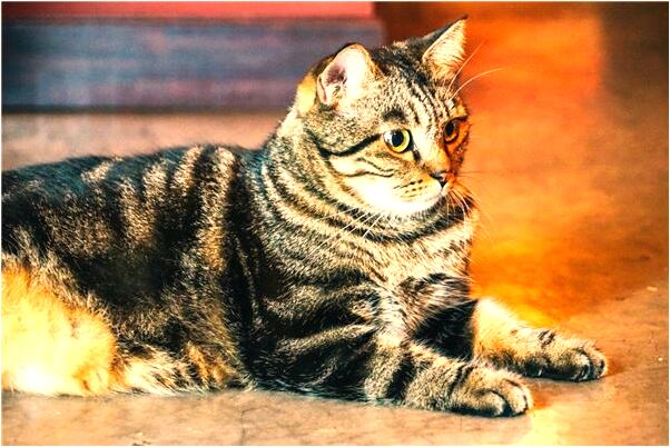 夢到前男友老婆流產什麼預兆_周公解夢官網