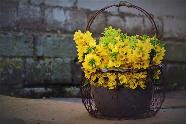 夢到花是什麼意思_周公解夢