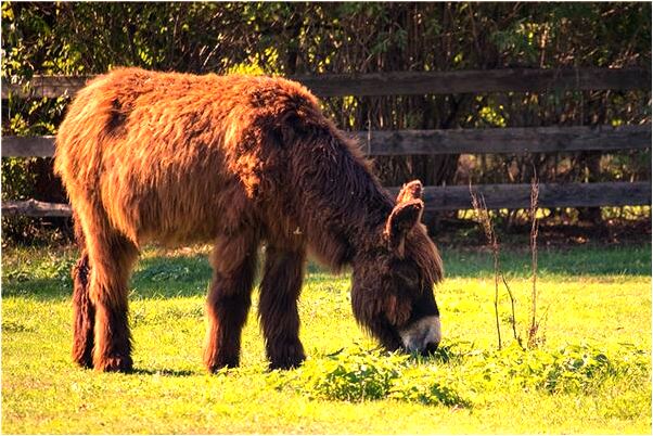 夢見大型木材在車上是什麼意思_周公解夢官網