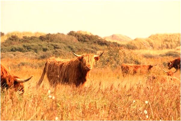 夢到了以前的戀人過的很好怎么說_周公解夢官網