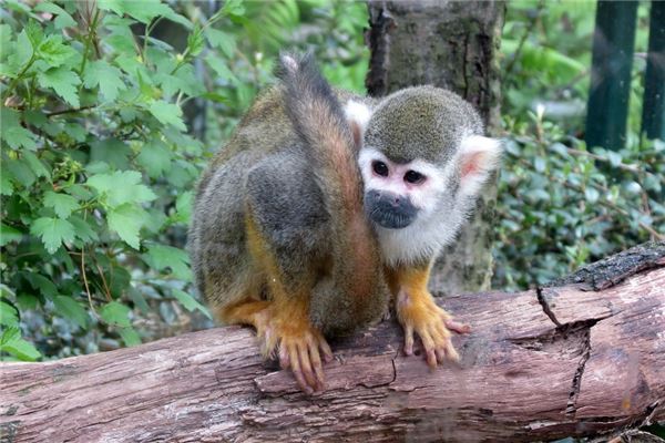 1956年屬猴人2021年運勢及命運 66歲生肖猴在牛年每月運程如何_十二生肖