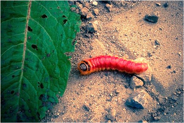 夢見男朋友在我床上不怕人是好事還是壞事_周公解夢官網