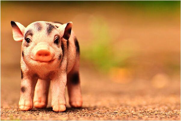 夢到了按壓袋有什麼意思嗎_周公解夢官網