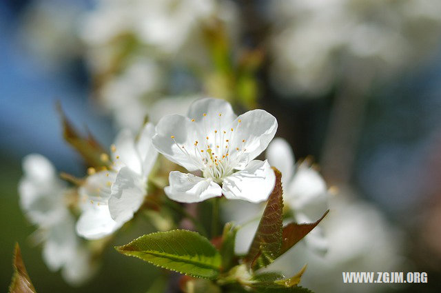 夢見自己被判死刑_周公解夢夢到自己被判死刑是什麼意思_做夢夢見自己被判死刑好不好_周公解夢官網
