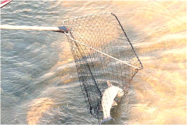 夢到了玩方格遊戲是什麼意思_周公解夢官網