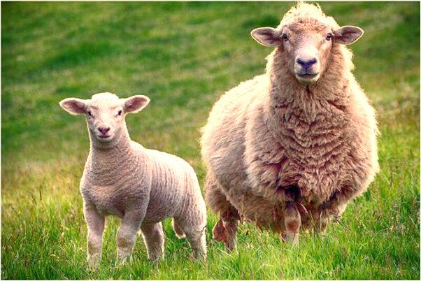 夢到我和第三者老婆美生氣怎么樣_周公解夢官網