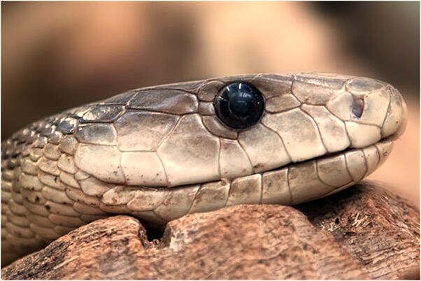 夢到了賣掃掃有什麼預兆_周公解夢官網