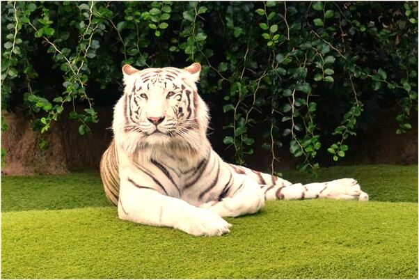 夢見掉進墳墓前的深池塘怎么回事_周公解夢官網