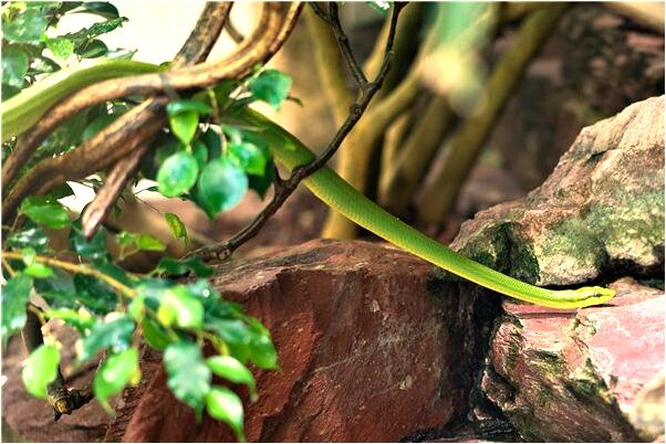 夢見陽春三月即飛雪意味什麼_周公解夢官網