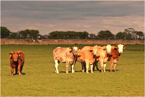 夢到站在危險電梯口是好是壞_周公解夢官網