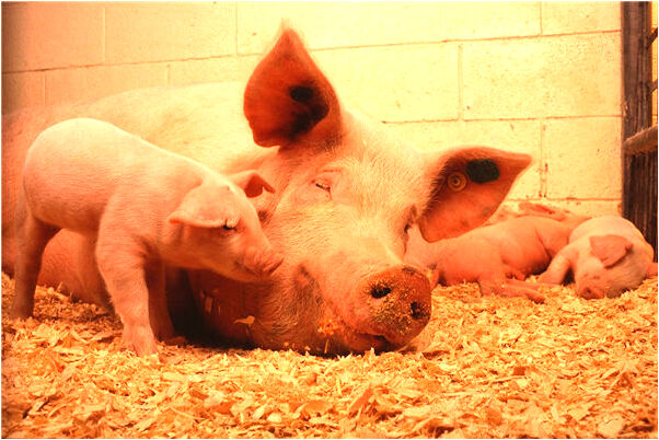 夢到狗頭顱骨是什麼意思_周公解夢官網