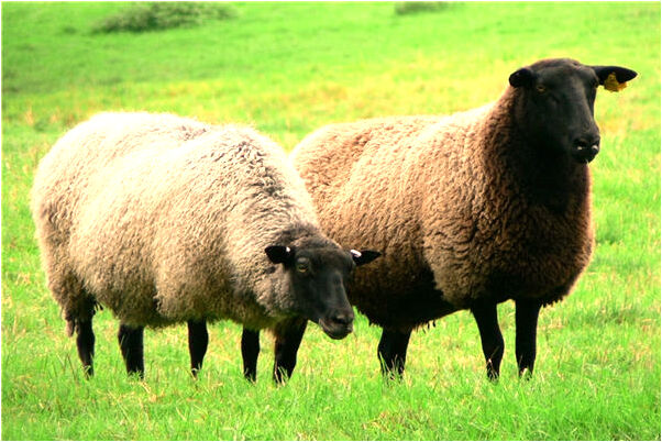 夢到了掉了一塊頭髮是咋回事_周公解夢官網