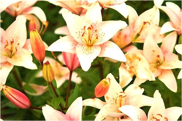 夢見燒自己褲子啥意思_周公解夢官網