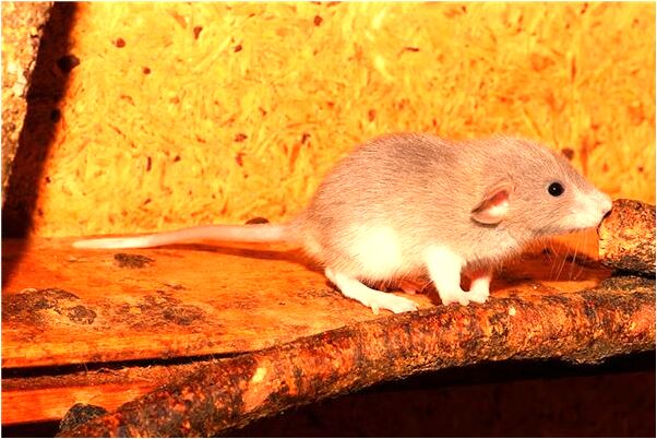 夢到了很多紙人是好是壞_周公解夢官網