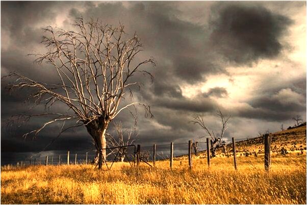 夢見吃活貓的毛是怎么回事_周公解夢官網