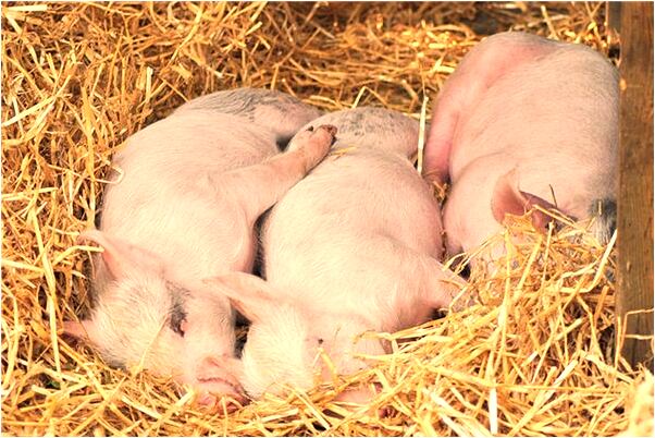 夢到微信好友把啦黑在不理我了怎么樣_周公解夢官網