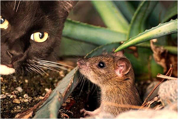 夢到舊鞋子內有屎會是什麼預兆_周公解夢官網