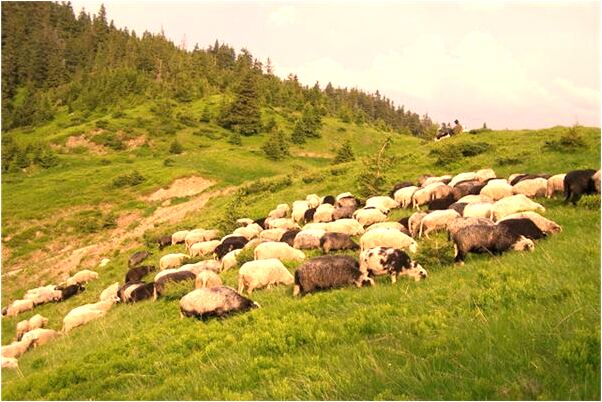 夢到和老公一起摘撿紅果是什麼啟示_周公解夢官網