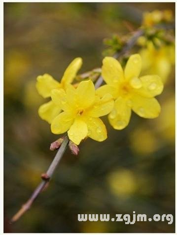 屬於十二星座的春天的花_十二星座