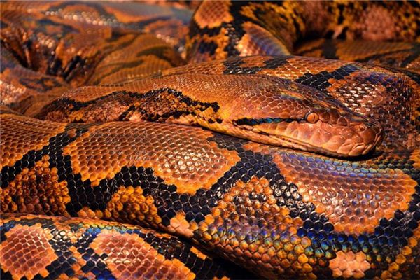 夢到大蛇是什麼寓意_周公解夢