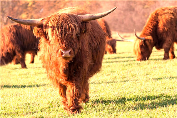 夢到了前途無路是怎么回事_周公解夢官網