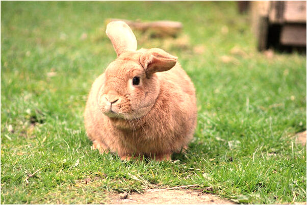 夢到了水流過來是好是壞_周公解夢官網