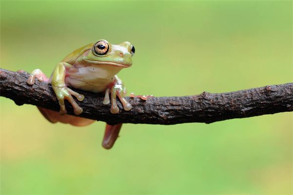 夢到青蛙_周公解夢