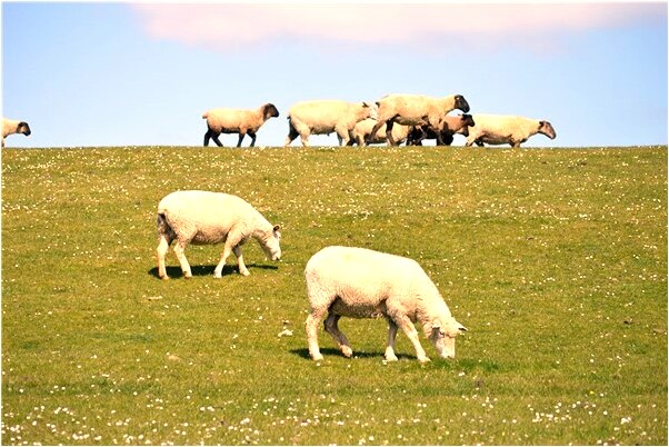 夢到丈夫披頭散髮是好的徵兆嗎_周公解夢官網