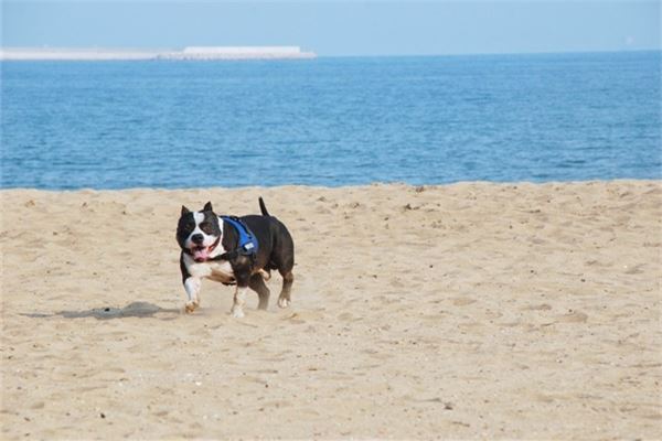 1982年到2020年多少歲了_十二生肖