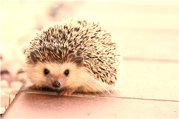 夢到了算命說我老公走桃花運預示了什麼_周公解夢官網