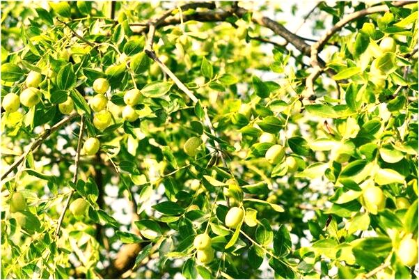 夢見小狗自己接水喝是啥預兆_周公解夢官網