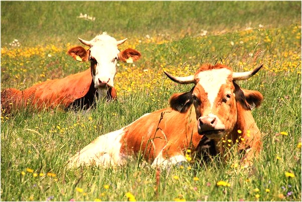 夢到了丈夫在朋友規勸下回心轉意代表著什麼_周公解夢官網