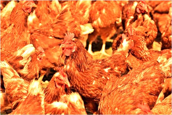 夢到沒有課桌是不是好的徵兆呢_周公解夢官網