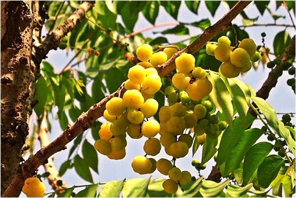 夢到了男人的陽具被煮熟意味著什麼_周公解夢官網