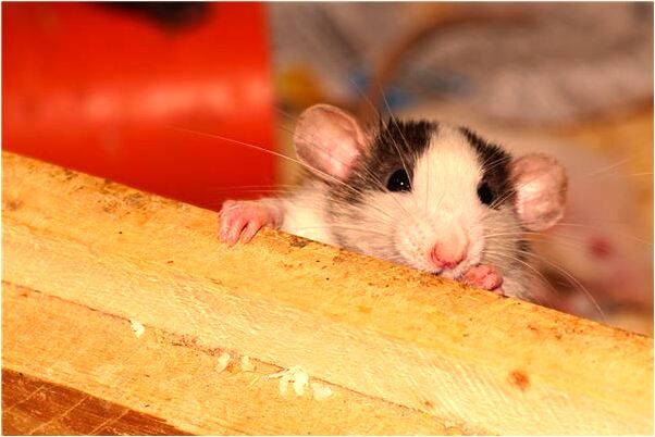 夢到了很多蟲子趴在身上是啥意思_周公解夢官網