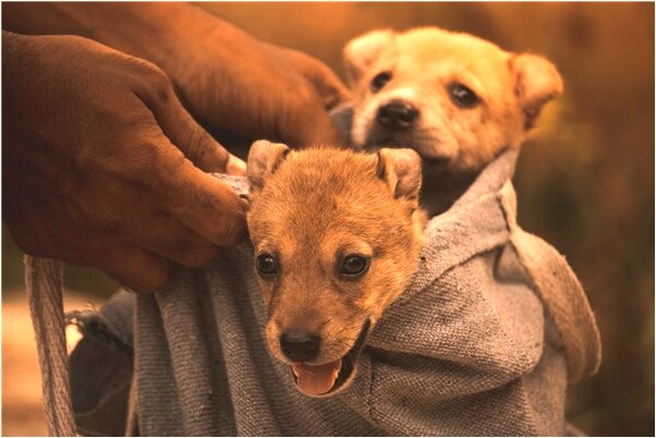 夢到金魚在空中飛是什麼意思_周公解夢官網