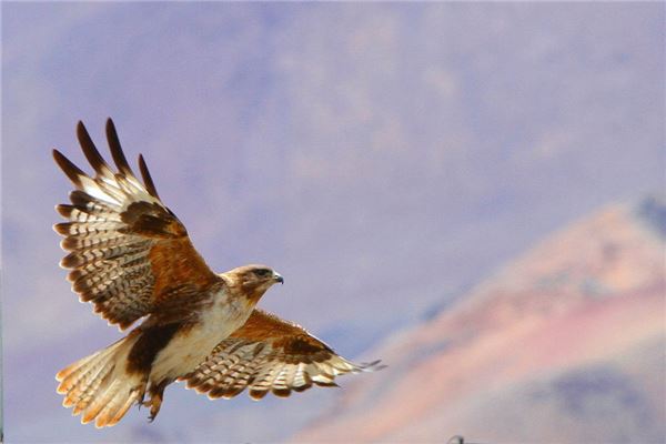 夢到鷹_周公解夢