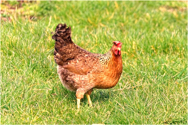 夢見身上有很多蜘蛛和蜘蛛網有什麼意義嗎_周公解夢官網