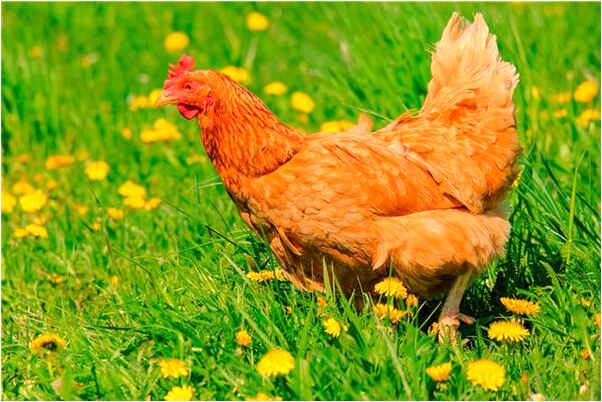 夢到了把核桃分給了別人是好是壞_周公解夢官網