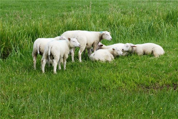 屬羊人未來十年運勢_十二生肖