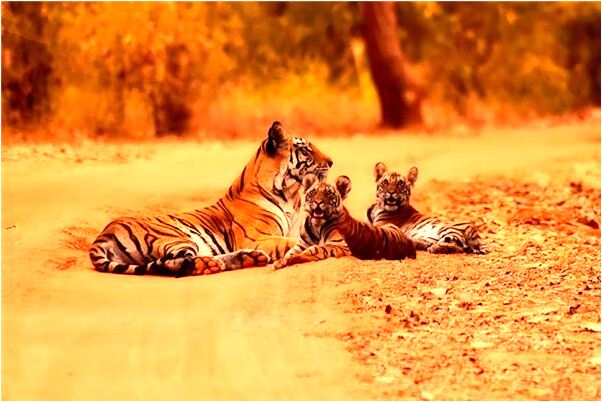 夢到了要和喜歡的人在一起了是什麼意思_周公解夢官網