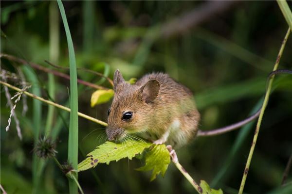 夢見老鼠死了_周公解夢