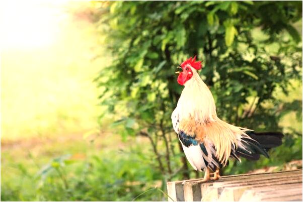 夢見活人進墳是咋回事_周公解夢官網