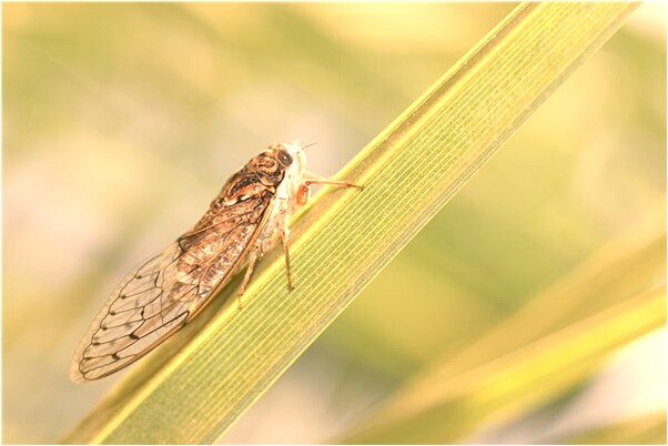 夢到了給女婿買藥代表什麼_周公解夢官網