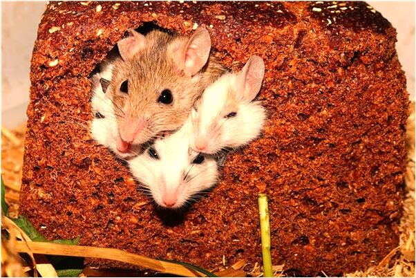 夢見我和別的男人很相愛是什麼意思？_周公解夢官網