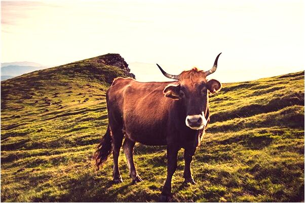 夢到警察追捕有什麼意思_周公解夢官網