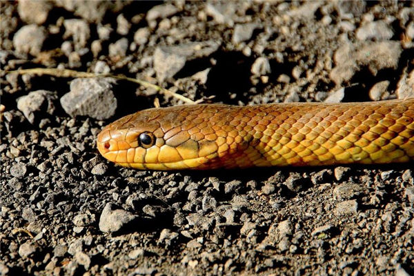 屬蛇的男人感情觀念_十二生肖