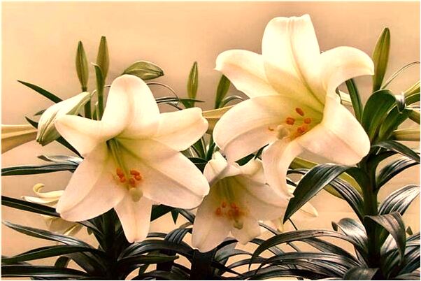 夢見死去的堂哥哭是凶兆還是吉兆_周公解夢官網