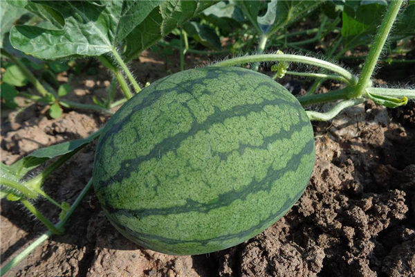 夢見瓜秧是吉兆嗎?_周公解夢