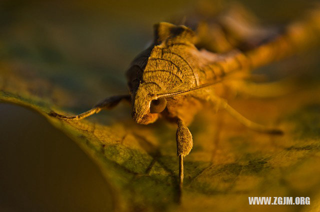夢見和父親砍枯樹_周公解夢夢到和父親砍枯樹是什麼意思_做夢夢見和父親砍枯樹好不好_周公解夢官網